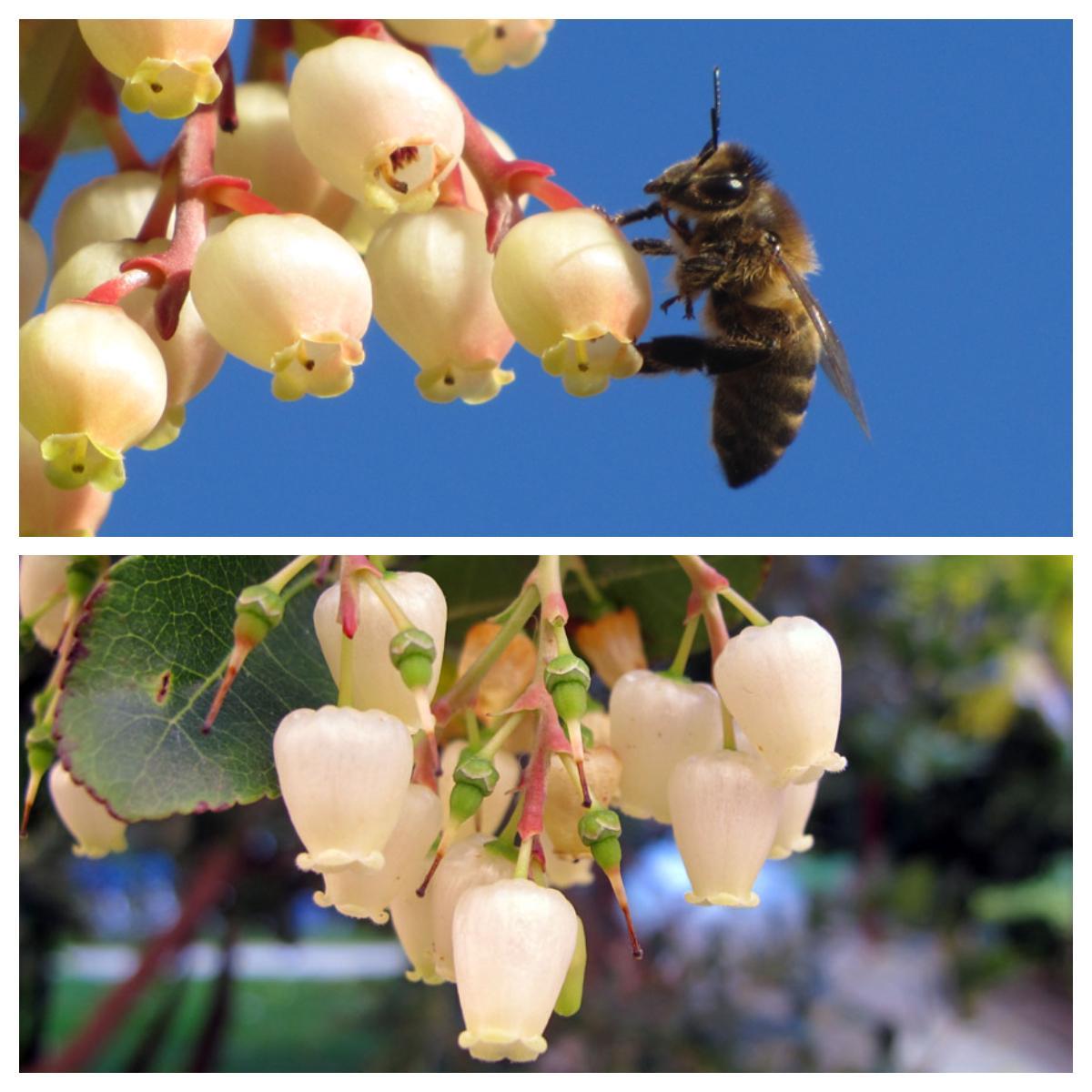 MADROÑO, FRUTO DE OTOÑO 3 madroños fruta