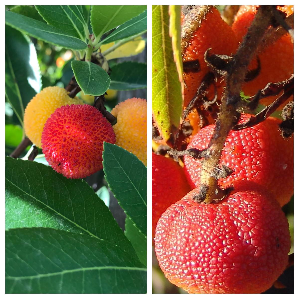 MADROÑO, FRUTO DE OTOÑO 4 madroño fruta