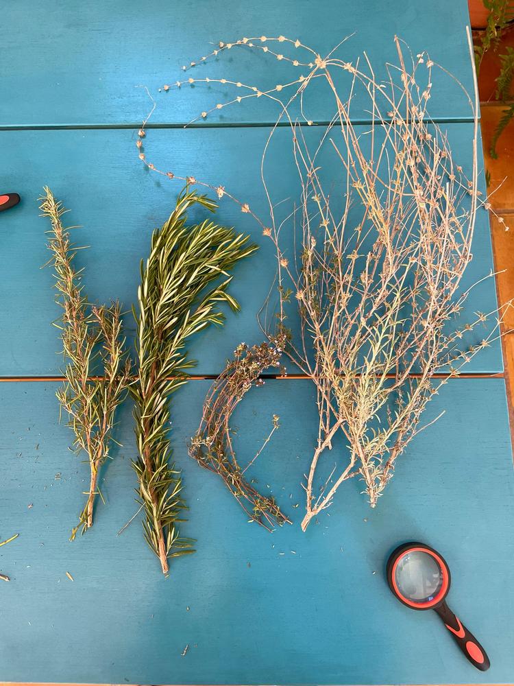 Talleres 3 plantas medicinales
